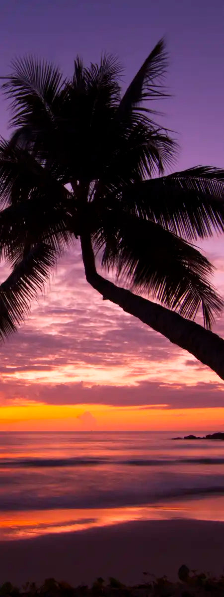 Palm Koh Samui Sunset Wall Art