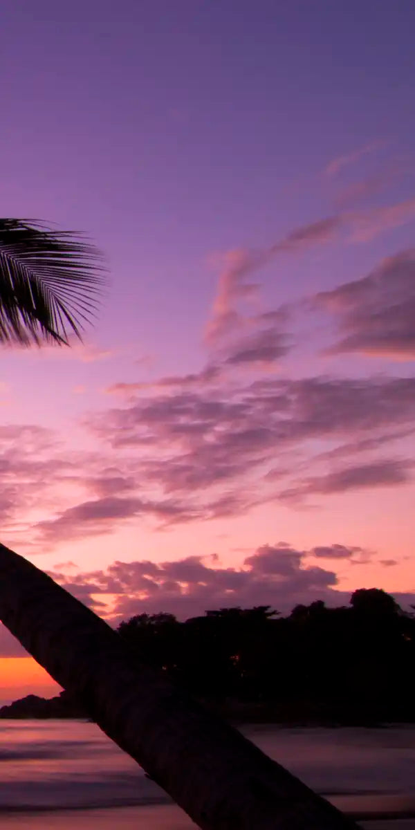 Palm Koh Samui Sunset Wall Art