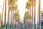Palm Trees In Los Angeles Wall Art