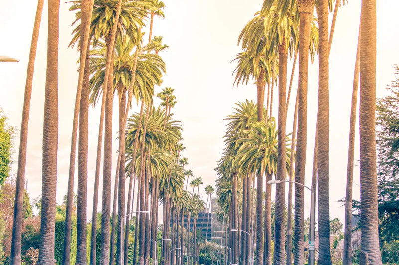 Palm Trees In Los Angeles Wall Art