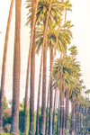 Palm Trees In Los Angeles Wall Art