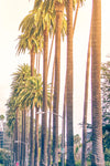 Palm Trees In Los Angeles Wall Art