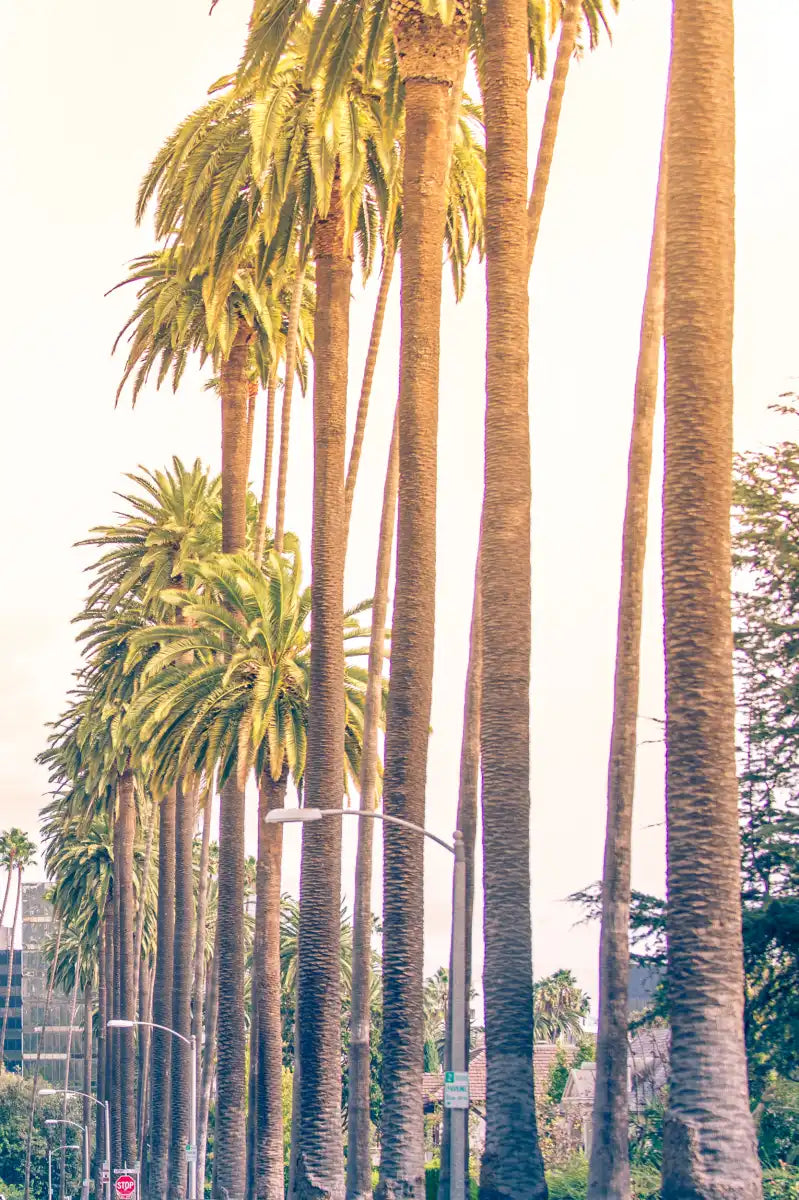 Palm Trees In Los Angeles Wall Art
