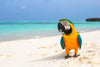 Parrot On Summer Day Wall Art