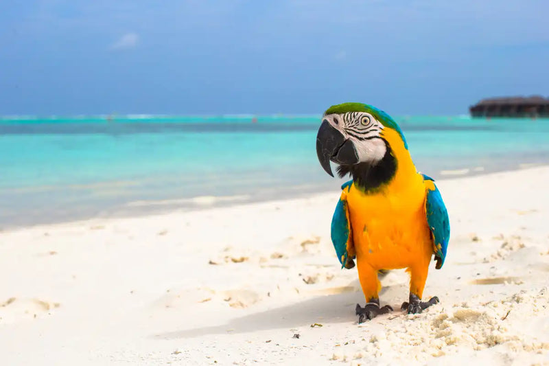 Parrot On Summer Day Wall Art