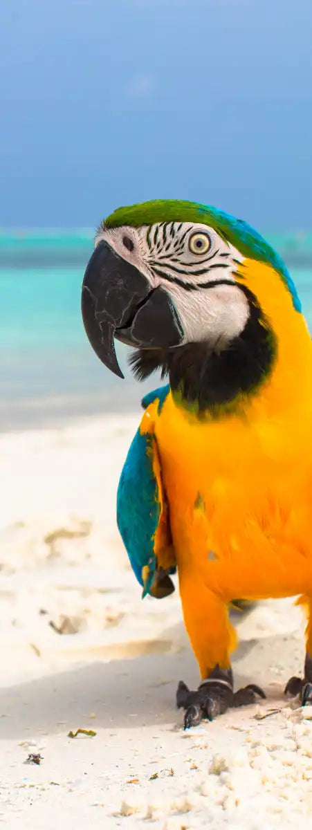 Parrot On Summer Day Wall Art
