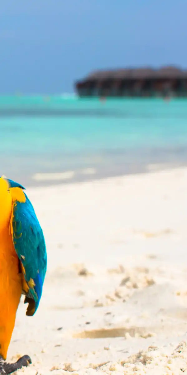 Parrot On Summer Day Wall Art