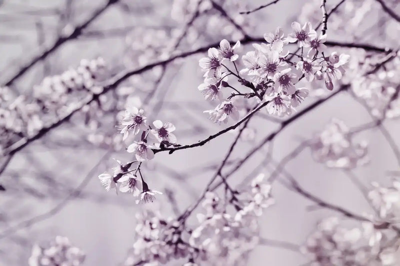 Pastel Sakura Wall Art