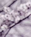 Pastel Sakura Wall Art