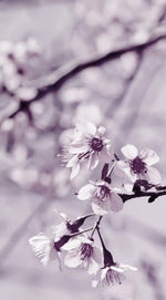Pastel Sakura Wall Art