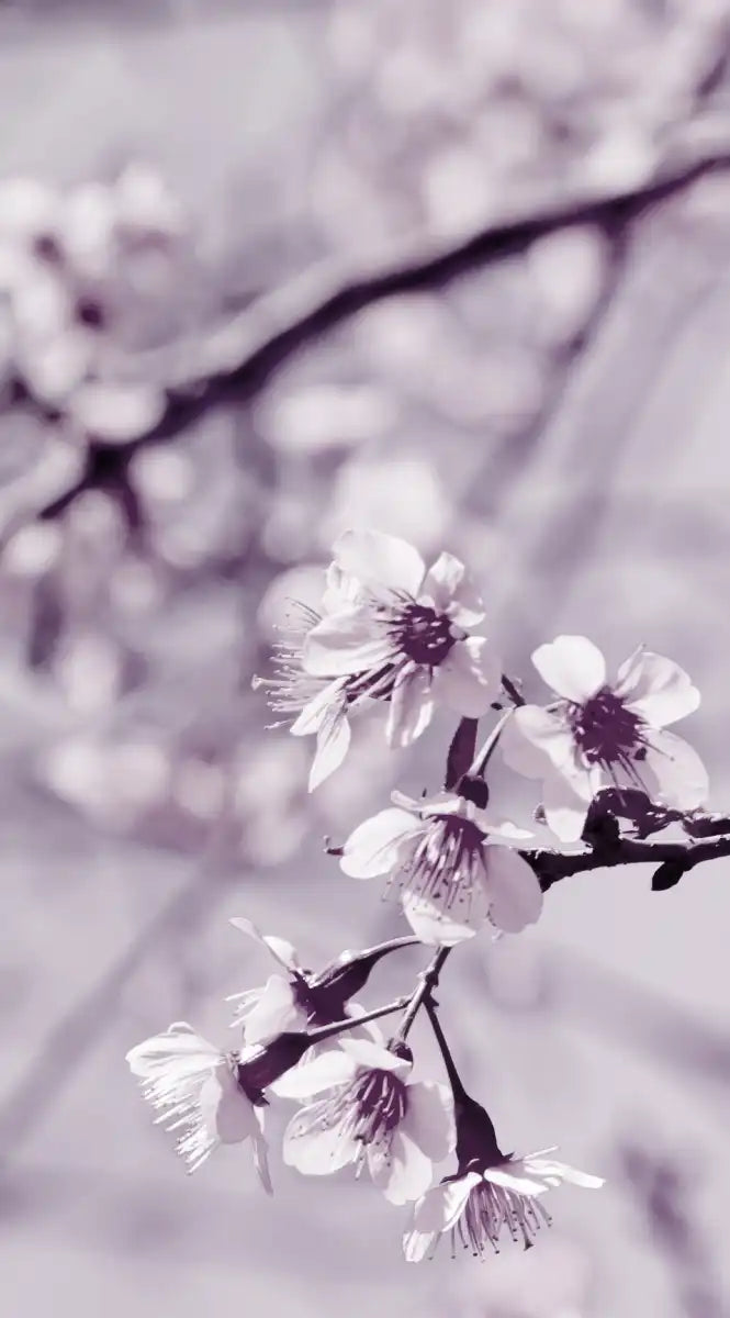 Pastel Sakura Wall Art
