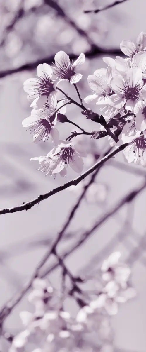 Pastel Sakura Wall Art