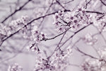 Pastel Sakura Wall Art