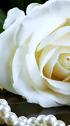 Pearls And Roses Wall Art