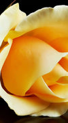 Pearls And Roses Wall Art