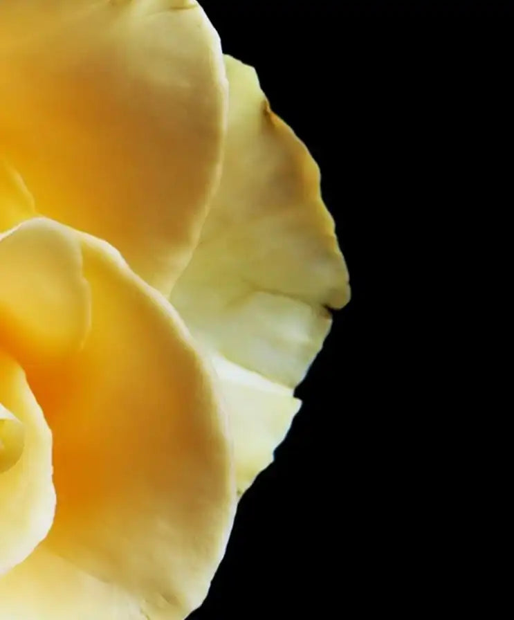 Pearls And Roses Wall Art