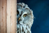 Peeking Owl Wall Art