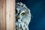 Peeking Owl Wall Art