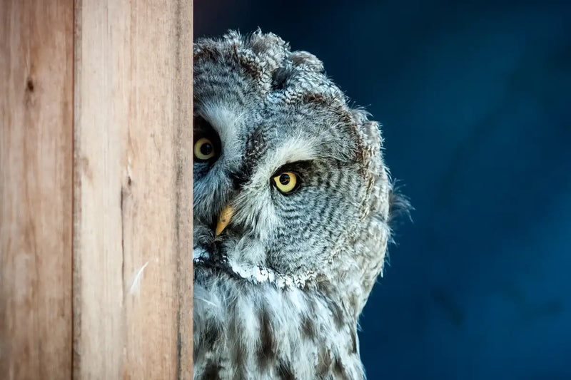 Peeking Owl Wall Art