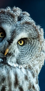 Peeking Owl Wall Art