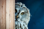 Peeking Owl Wall Art