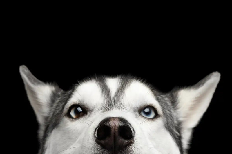 Peeking Siberian Husky Wall Art