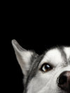 Peeking Siberian Husky Wall Art