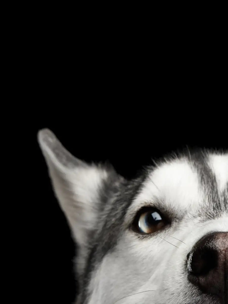Peeking Siberian Husky Wall Art