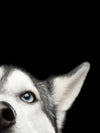 Peeking Siberian Husky Wall Art