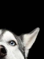Peeking Siberian Husky Wall Art
