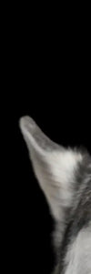 Peeking Siberian Husky Wall Art
