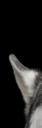 Peeking Siberian Husky Wall Art
