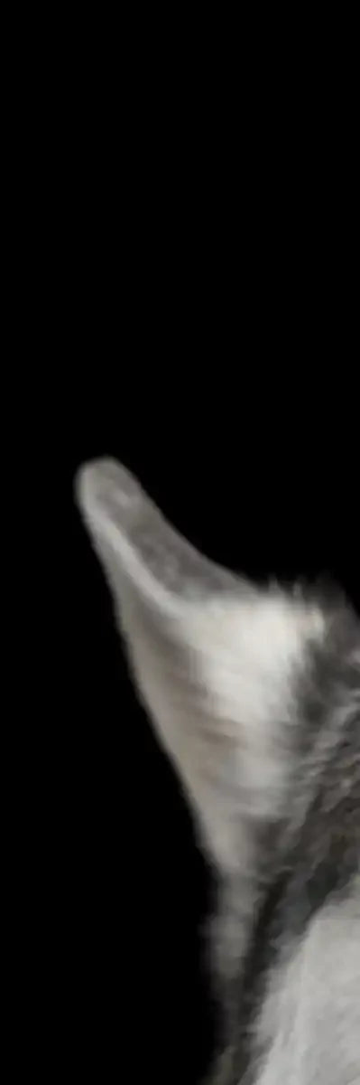 Peeking Siberian Husky Wall Art