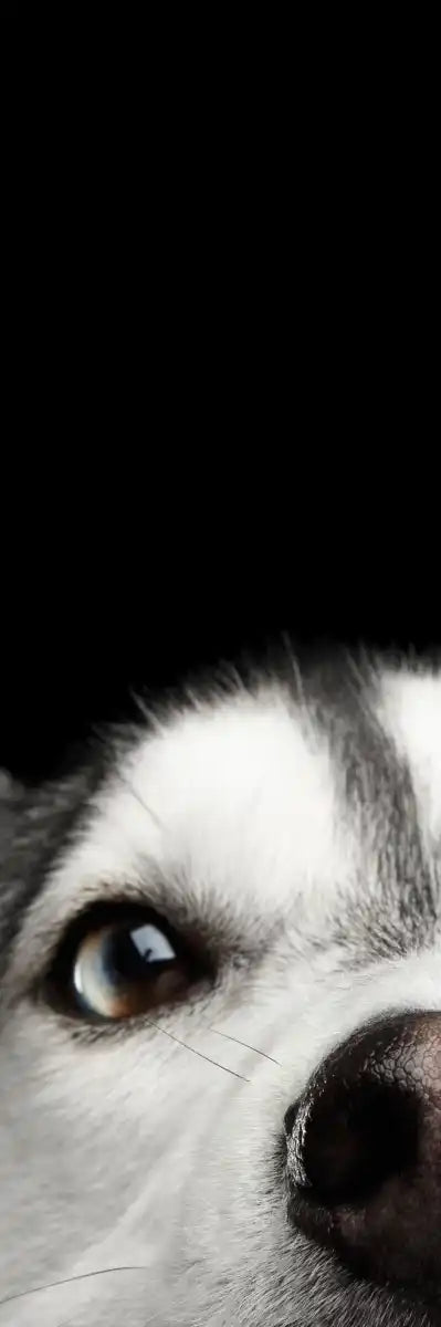 Peeking Siberian Husky Wall Art