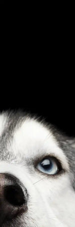 Peeking Siberian Husky Wall Art