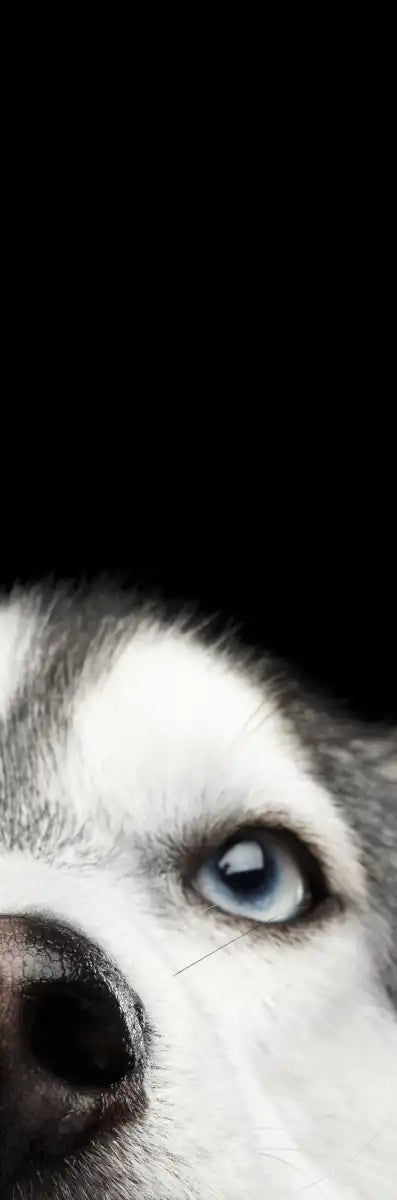 Peeking Siberian Husky Wall Art