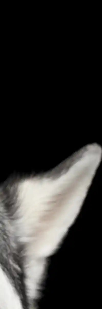 Peeking Siberian Husky Wall Art