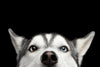 Peeking Siberian Husky Wall Art