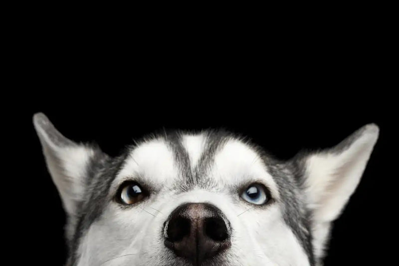 Peeking Siberian Husky Wall Art