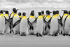 Penguins Pop Wall Art
