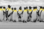 Penguins Pop Wall Art