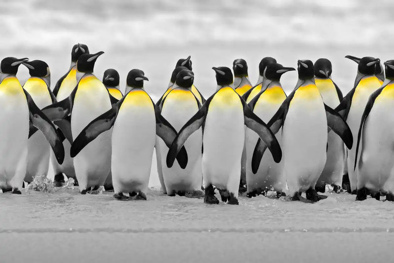 Penguins Pop Wall Art