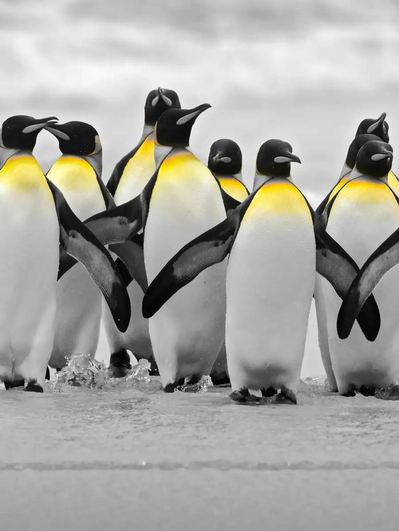 Penguins Pop Wall Art