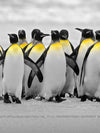 Penguins Pop Wall Art