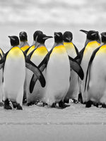 Penguins Pop Wall Art