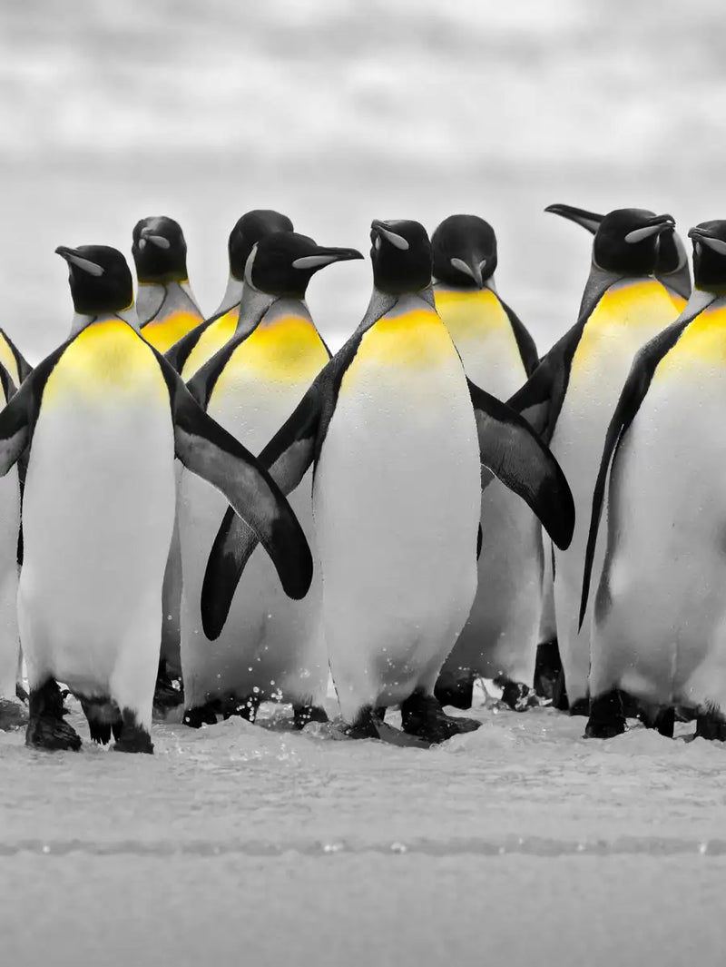 Penguins Pop Wall Art