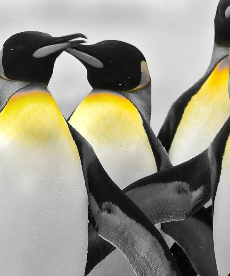 Penguins Pop Wall Art