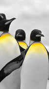 Penguins Pop Wall Art