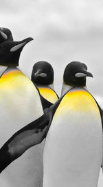 Penguins Pop Wall Art
