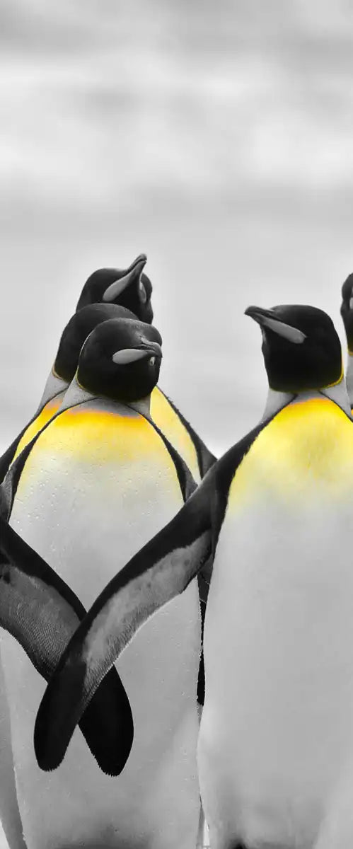 Penguins Pop Wall Art